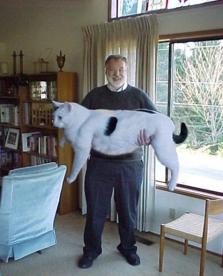 joli le chatton